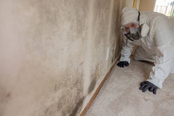 Trusted Valatie, NY Mold Removal & Remediation Experts